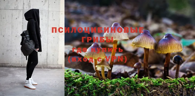 Галлюциногенные грибы Psilocybe  Калуга 